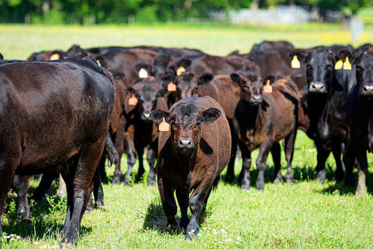 Black Angus herd regenerating a pasture