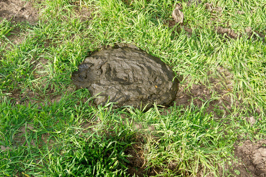 Cow manure in regenerative pasture