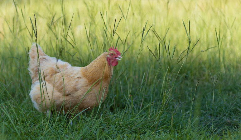 Chicken grazing
