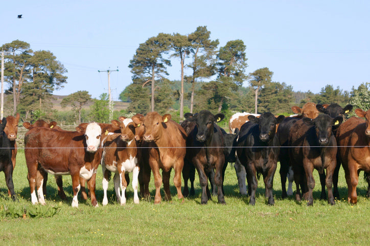Cattle in paddock grazing near electric fencing