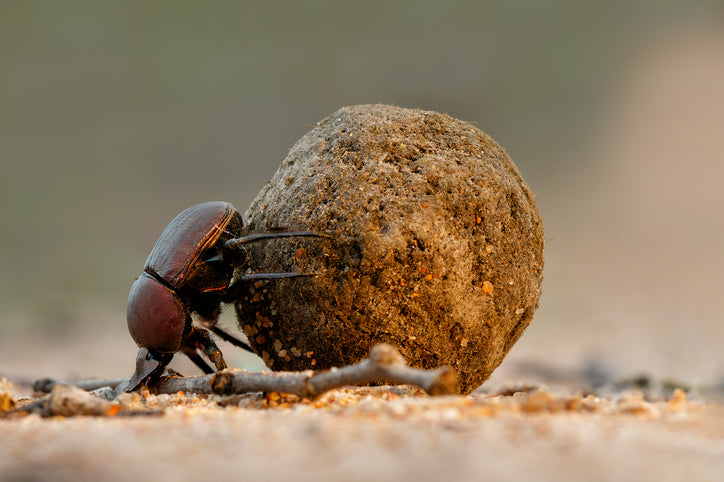 Dung beetle with dung ball