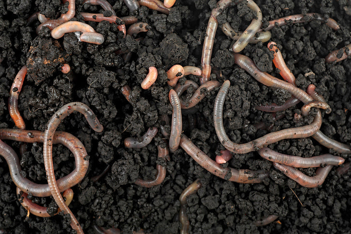 Earthworms in Texas Soil