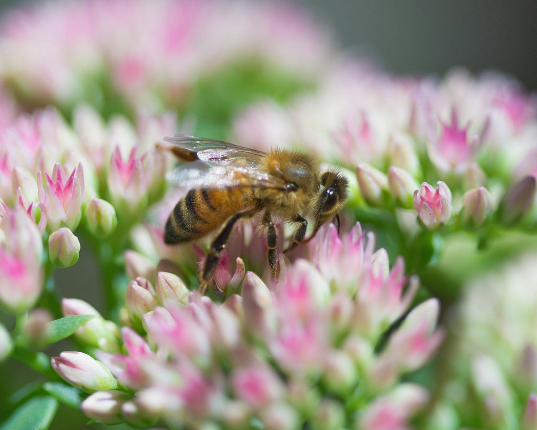 honey bee pollinating flower