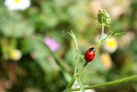 Ladybug on regenerative Texas pasture plant