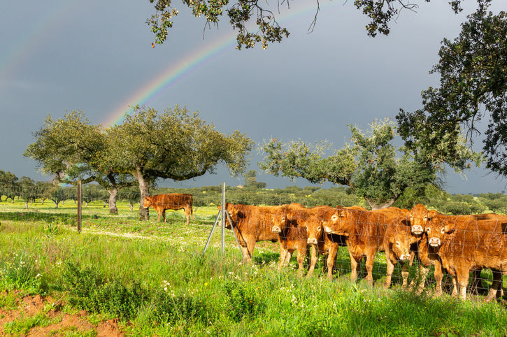 Cows grazing on Texas pasture with rain clouds and rainbow in the distance