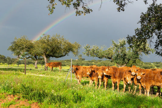 Cows grazing on Texas pasture with rain clouds and rainbow in the distance