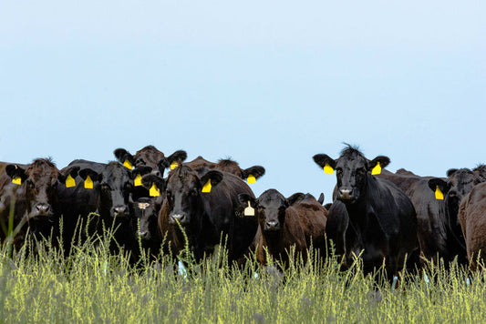 What is Adaptive Multi-Paddock (AMP) Grazing? Complete Texas Guide to Rotational Grazing