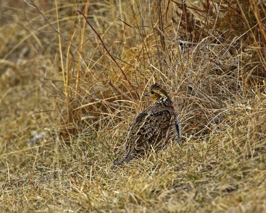Bobwhite quali on Texas regenerative ranch