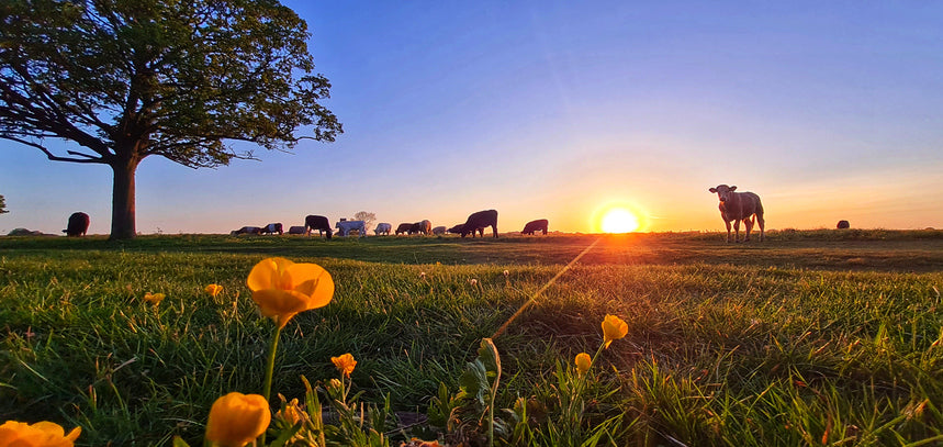 Sun rising over regenerative farm