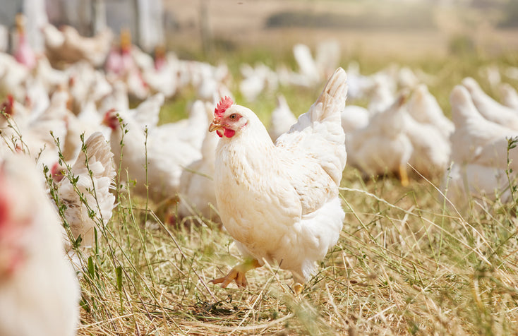Chickens grazing in pasture
