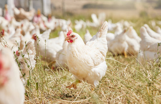 Chickens grazing in pasture