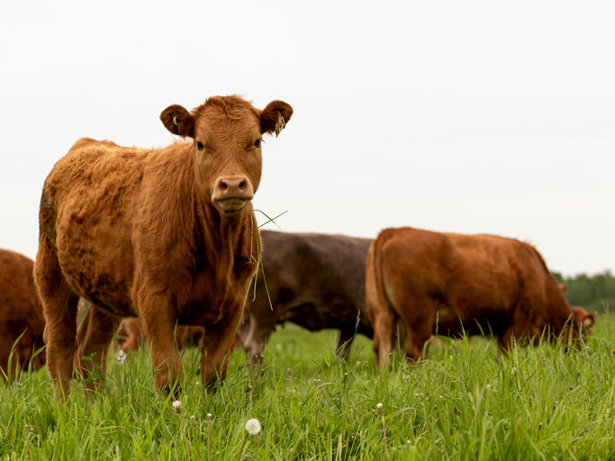 Texas cattle grazing on regenerative grass pasture