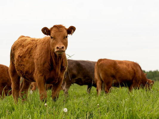Texas cattle grazing on regenerative grass pasture