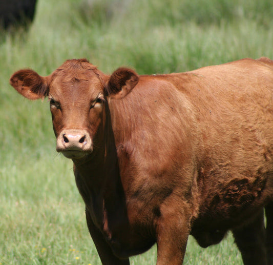 Texas grass-fed cattle on open pasture — raised without hormone implants or synthetic growth promotants