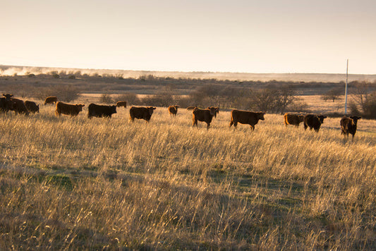 Texas ranch pasture in early spring showing dormant grassland managed with regenerative grazing practices