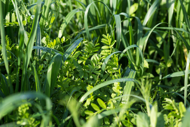 Cover crops