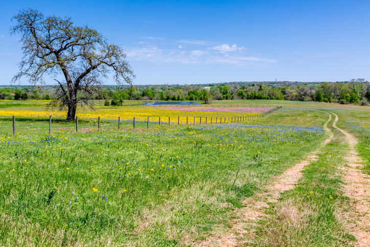 Texas regenerative pasture with wildflowers