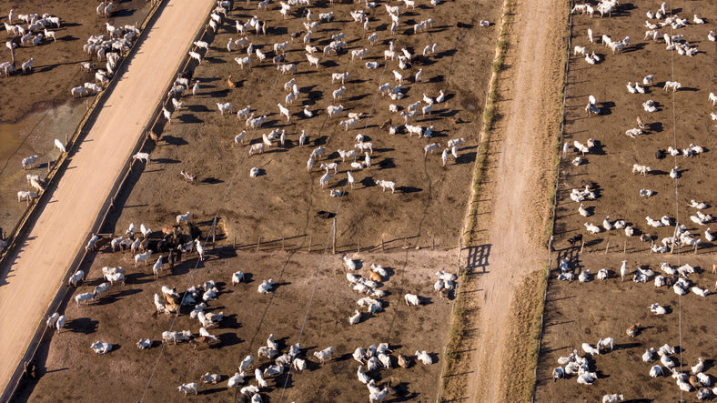Cattle in a Brazilian feedlot, the imported beef supply chain that bypasses Texas ranchers and soil carbon work