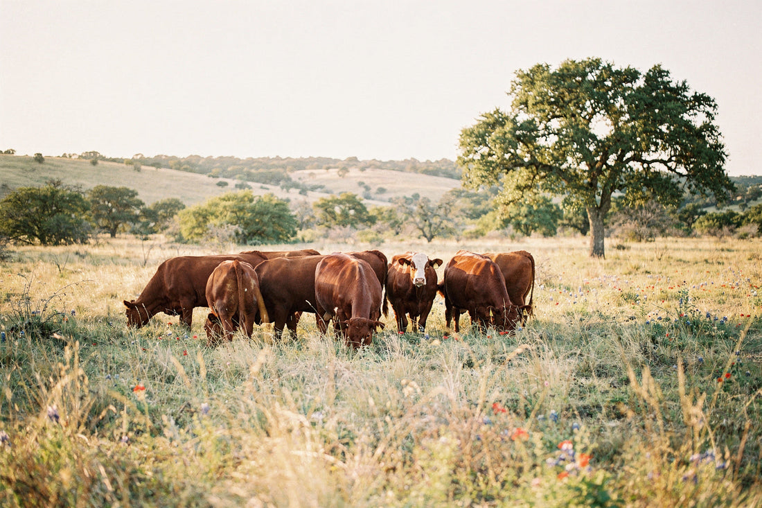 Red Angus cattle grazing tall grass beneath a live oak on a Texas partner ranch, raised without antibiotics