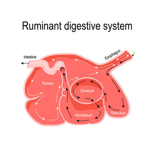 Ruminant Digestive System