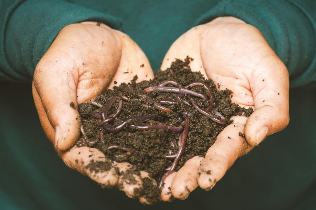 Health soil with high carbon and earth worms