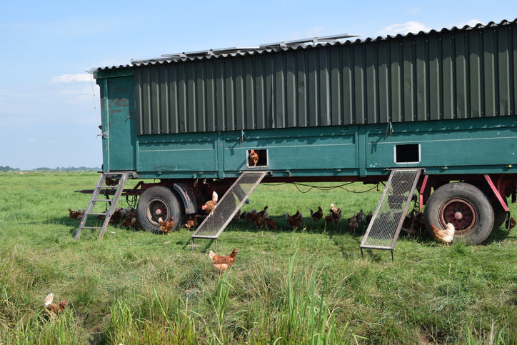 Chicken tractor in field