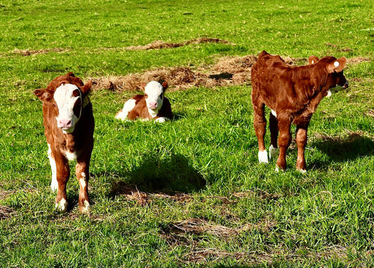 baby Hereford calves in green grass pasture