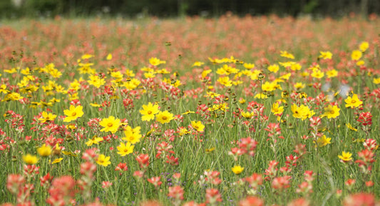 Texas Wild flowers in regenerative pasture