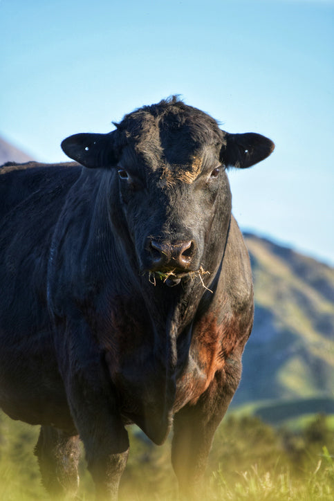 Texas grassfed angus grazing on open pasture