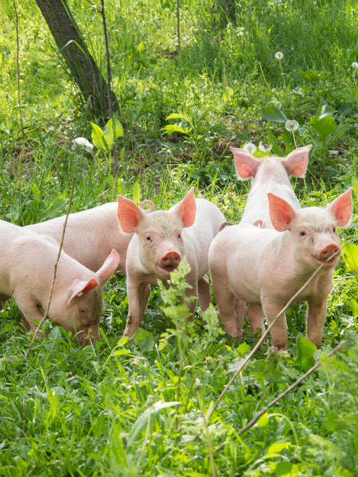 Regenerative agriculture raising pork