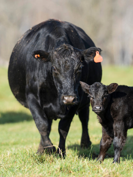 Cow and calf grazing together