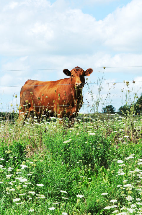 grass-fed and finished cattle on diverse Texas forage