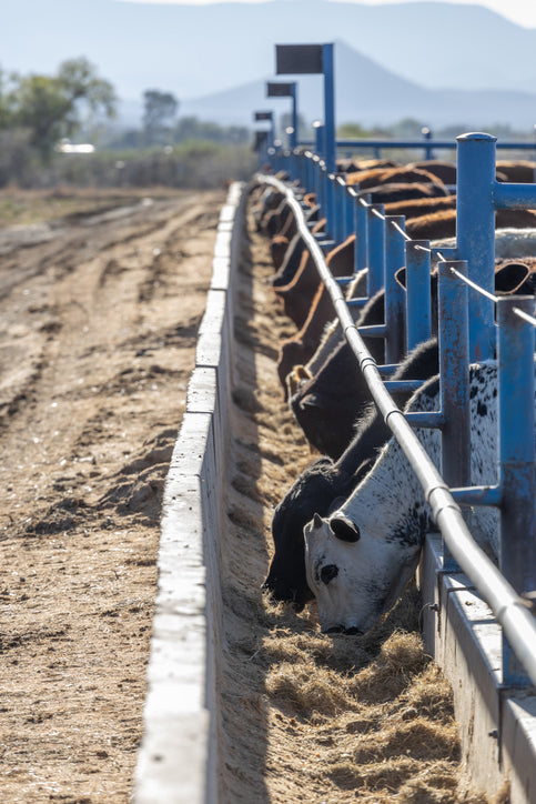 Cattle eating in feed lot