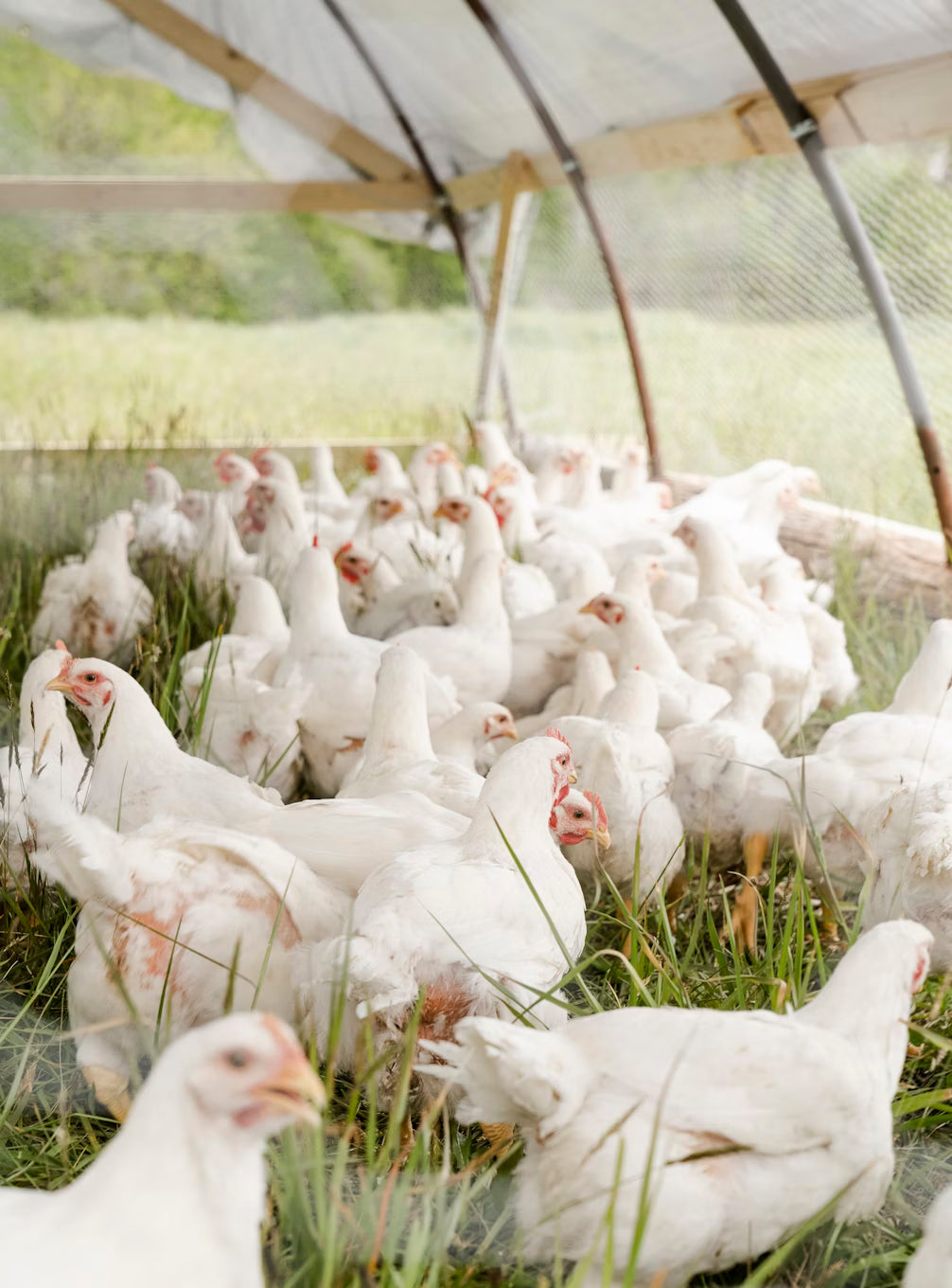 Pasture raised chickens