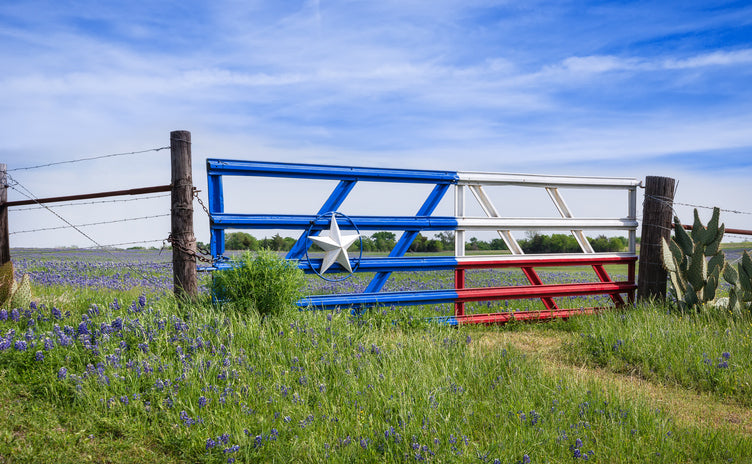Open Texas Pasture with bluebonnets that has been regeneratively graised