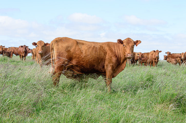 cows grazing on Texas pasture
