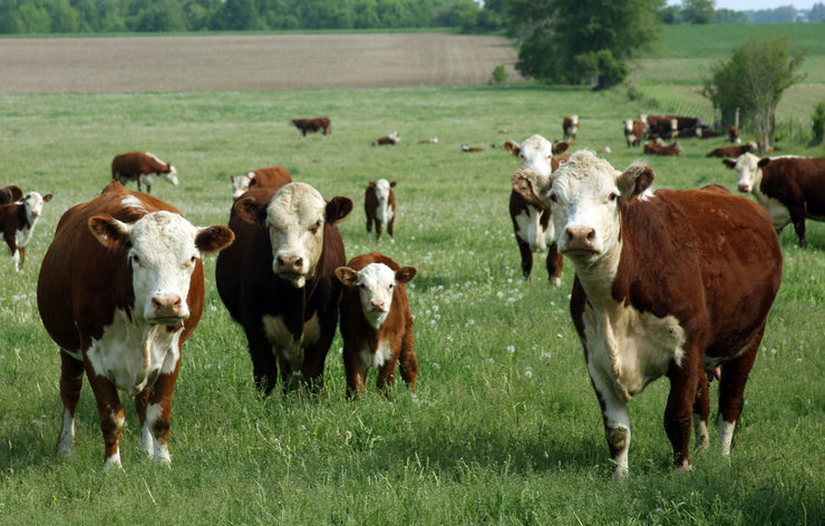 Hereford calf grazing grass with mama cow