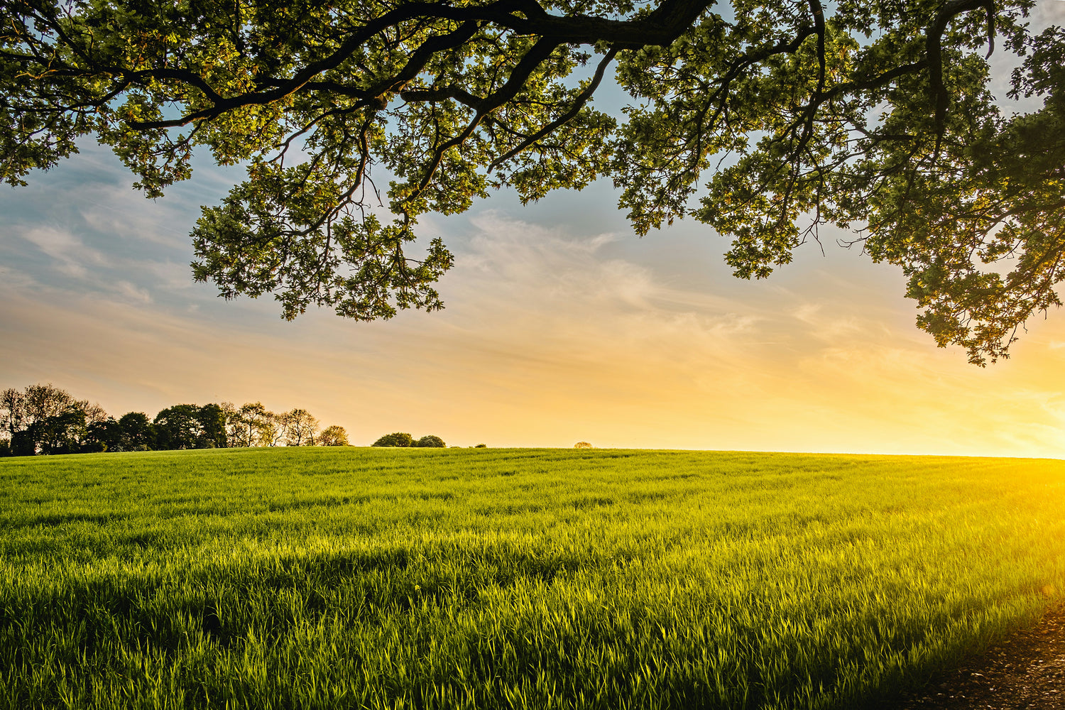 Sunset over regeneratively grazed field