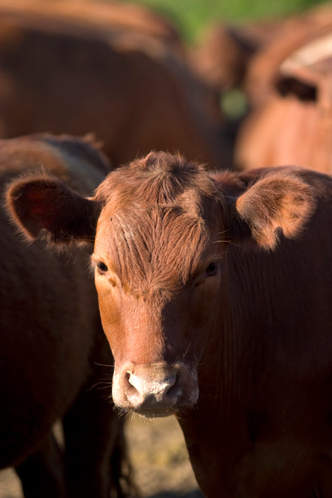 Texas grassfed cattle grazing on open pasture at a regenerative ranch