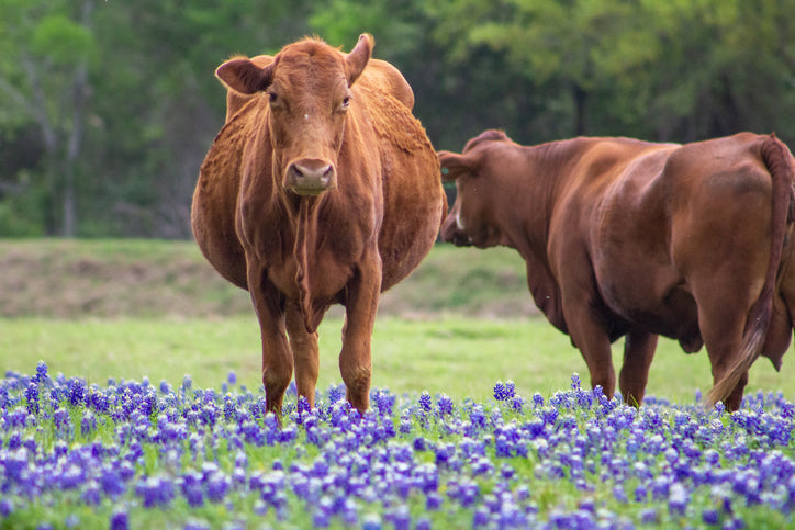 grassfed cow in bluebonnets