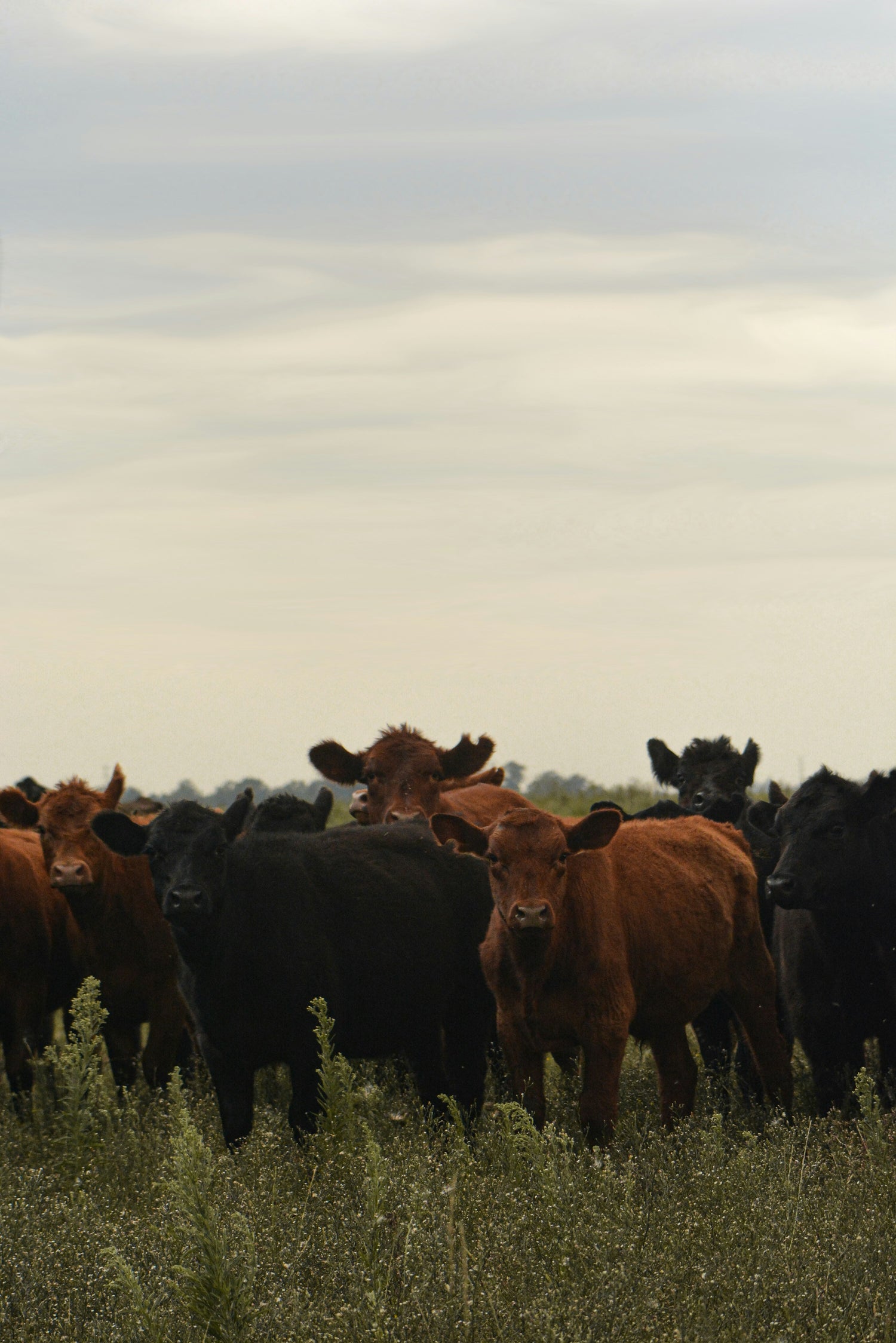 cattle grazing in pasture