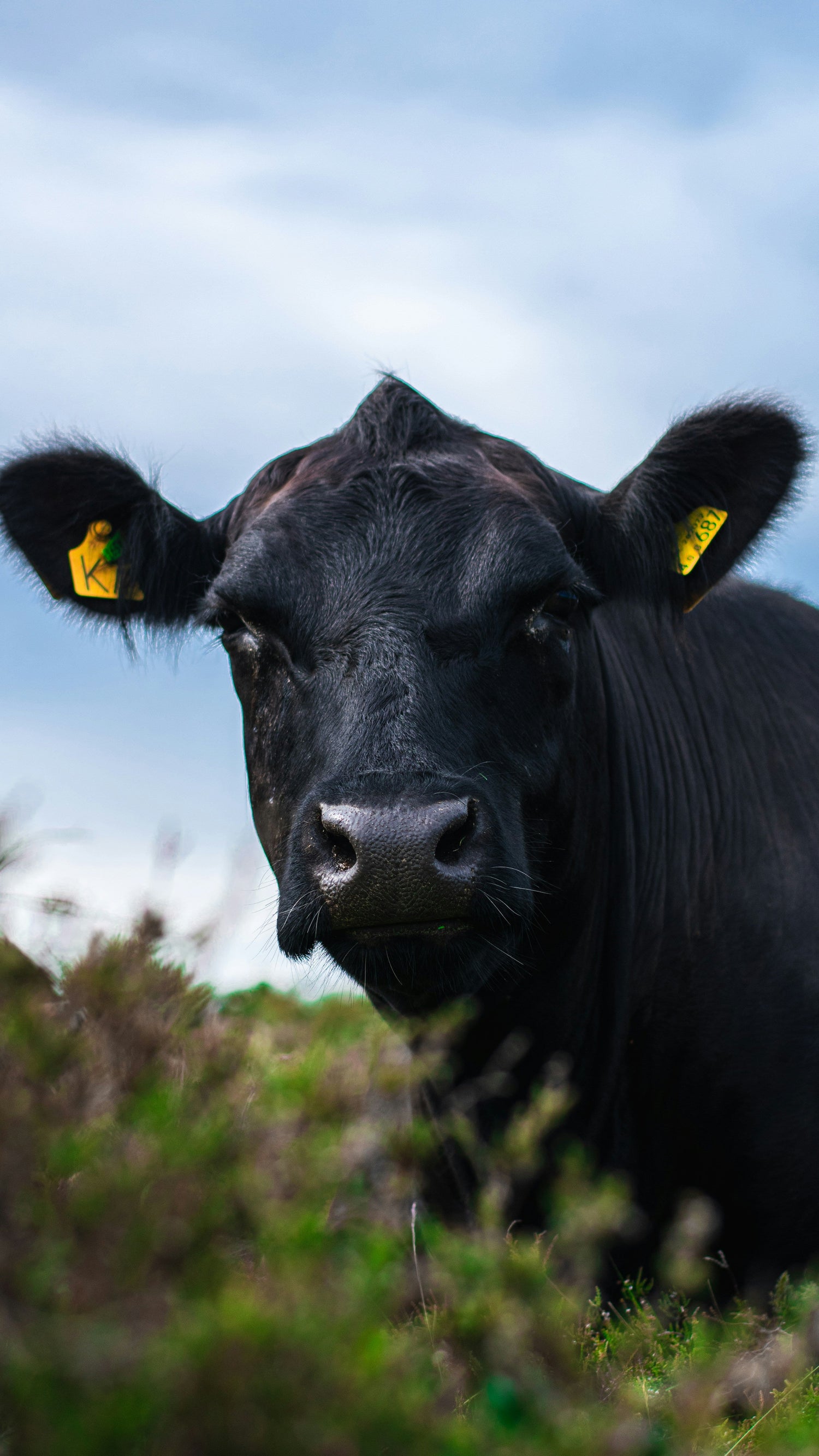 Black cow with yellow tags in its ears standing in a grassy field with a blue sky.