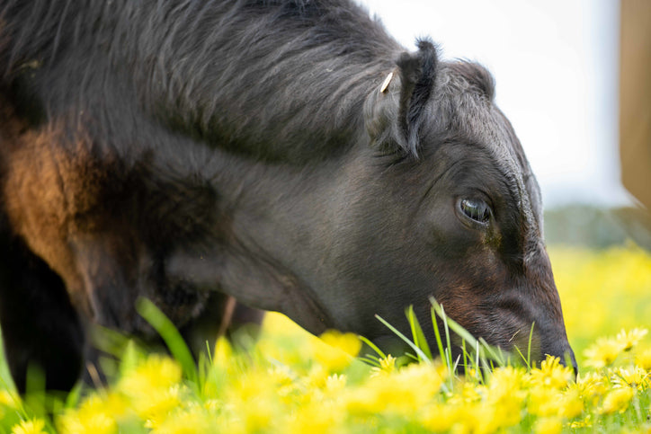 Angus steer grazing on fresh pasture