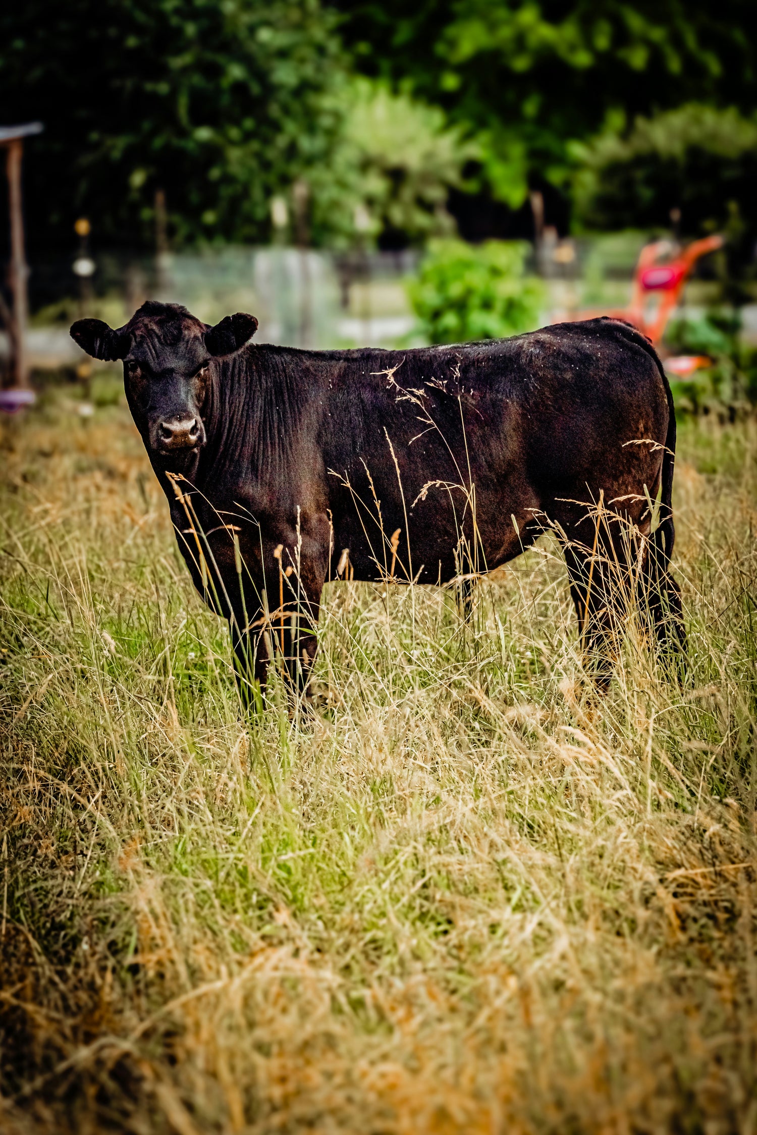Grass fed cattle grazing on diverse pasture grasses in Texas
